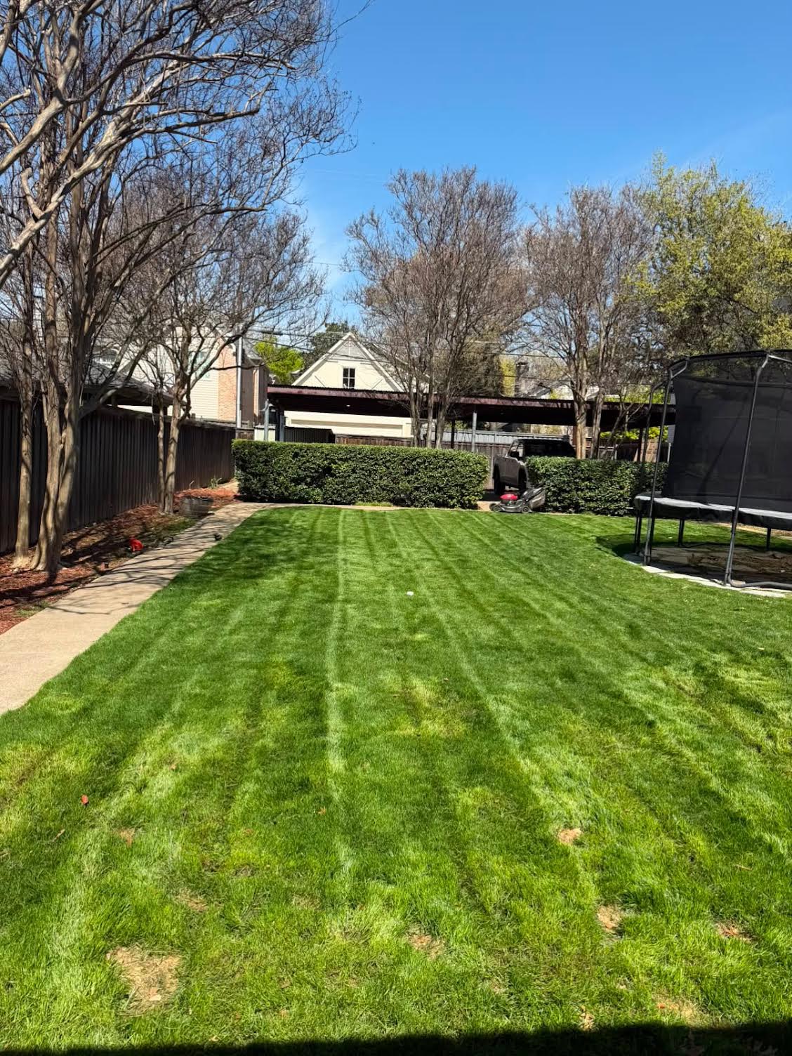 Backyard lawn mowed with clean stadium stripes beside trimmed hedges in Dallas